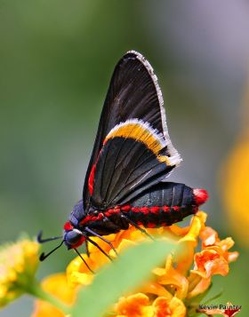 Barcastus Firetip butterfly, Kevin Painter – Best Places In The World To Retire – International Living
